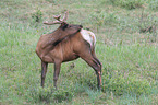 elk and bird