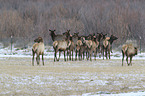 American elks
