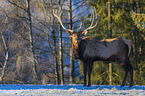 American elk