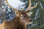 American elk