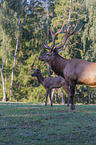 American elks