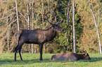 Wapiti