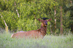 American elk