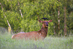 American elk