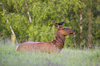 American elk