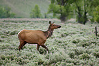 American elk