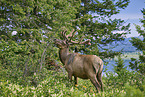 American elk