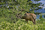 American elk