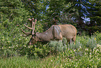 American elk