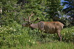 American elk