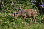 American elk