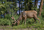 American elk