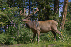 American elk