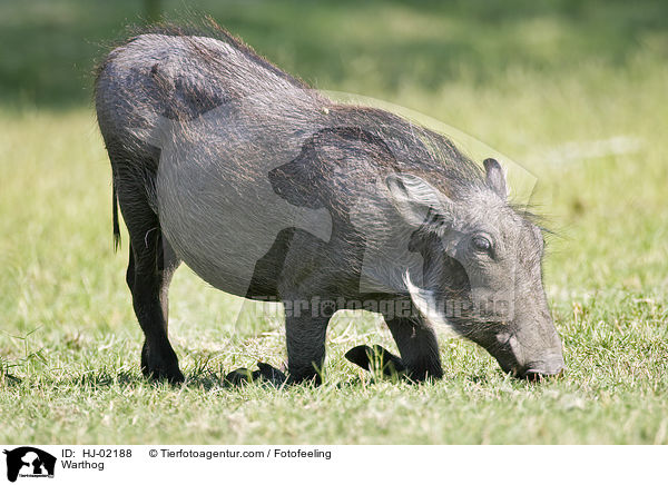 Warzenschwein / Warthog / HJ-02188