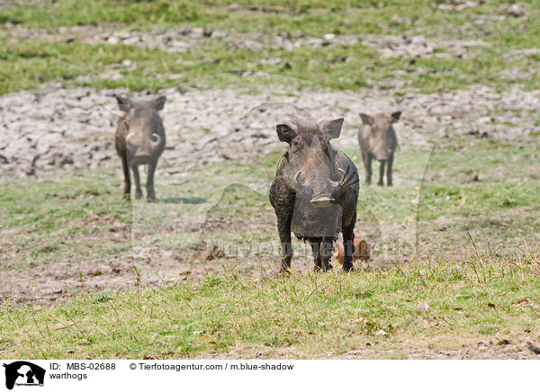 Warzenschweine / warthogs / MBS-02688