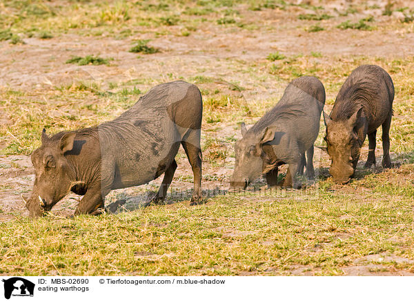 fressende Warzenschweine / eating warthogs / MBS-02690