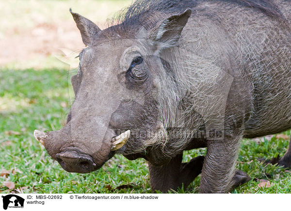 Warzenschwein / warthog / MBS-02692