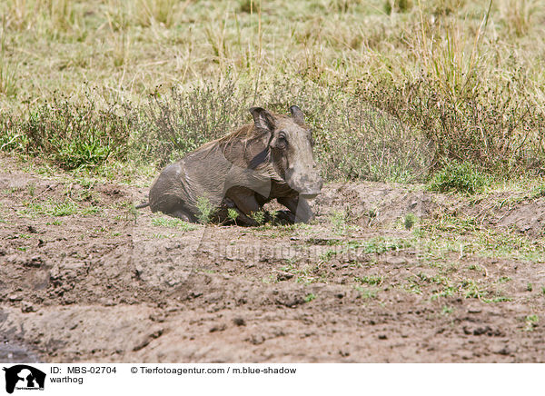 Warzenschwein / warthog / MBS-02704