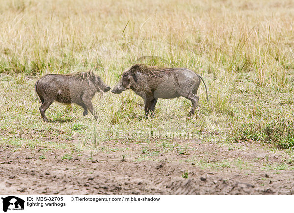 kmpfende Warzenschweine / fighting warthogs / MBS-02705