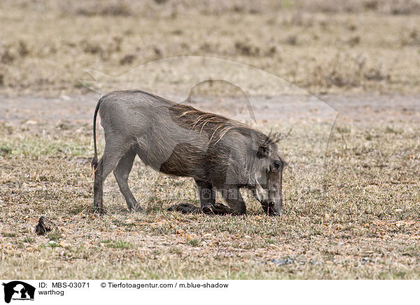 Warzenschwein / warthog / MBS-03071