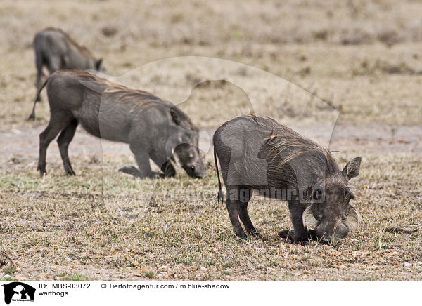 Warzenschweine / warthogs / MBS-03072