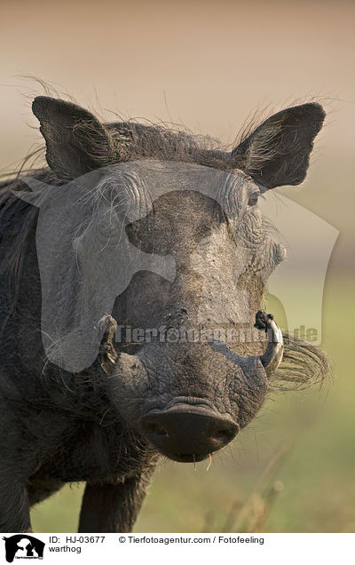 Warzenschwein / warthog / HJ-03677