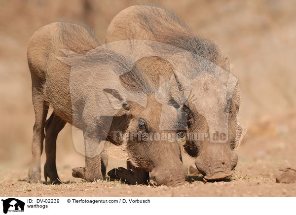 Warzenschweine / warthogs / DV-02239