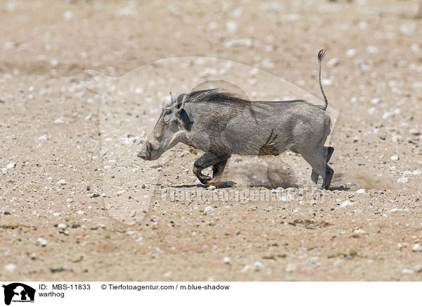 Warzenschwein / warthog / MBS-11833