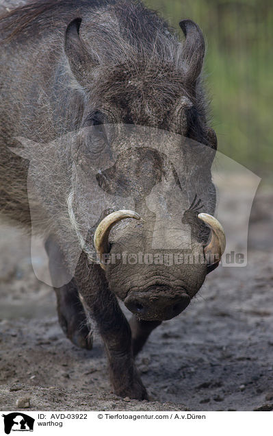 Warzenschwein / warthog / AVD-03922