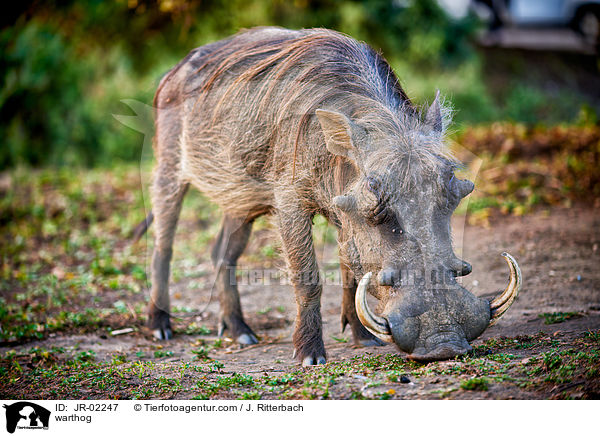 Warzenschwein / warthog / JR-02247