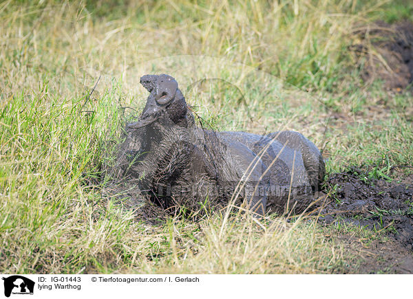 liegendes Warzenschwein / lying Warthog / IG-01443