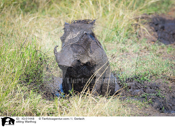 sitzendes Warzenschwein / sitting Warthog / IG-01448