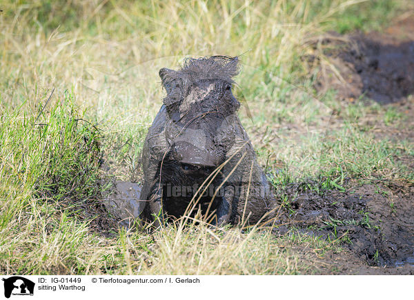 sitzendes Warzenschwein / sitting Warthog / IG-01449