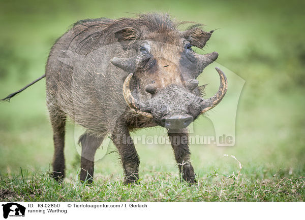 rennendes Warzenschwein / running Warthog / IG-02850