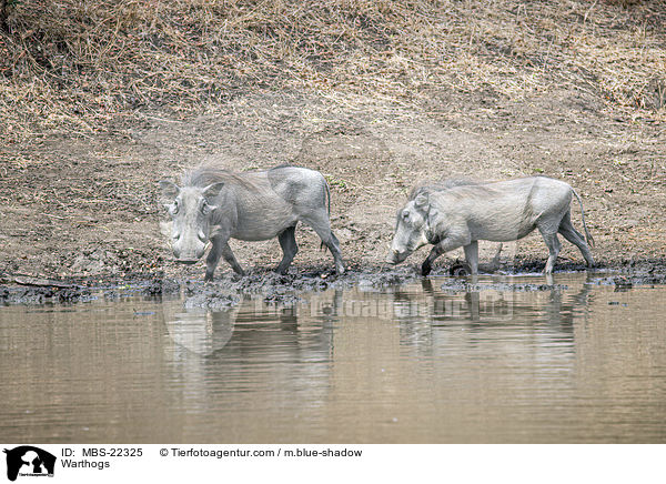 Warzenschweine / Warthogs / MBS-22325