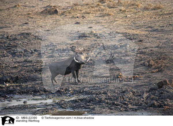 stehendes Warzenschwein / standing Warthog / MBS-22390