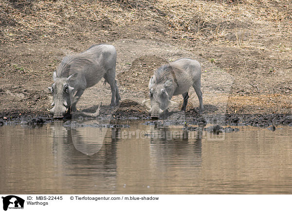 Warzenschweine / Warthogs / MBS-22445