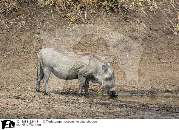 stehendes Warzenschwein / standing Warthog / MBS-22448