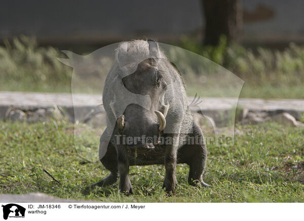 Warzenschwein / warthog / JM-18346