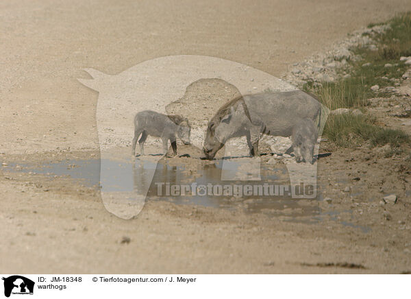 warthogs / JM-18348
