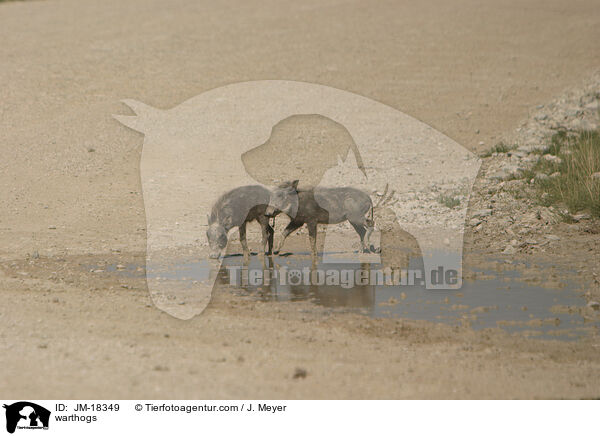Warzenschweine / warthogs / JM-18349