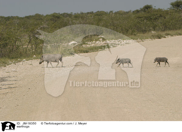 Warzenschweine / warthogs / JM-18350