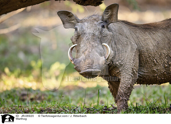 Warzenschwein / Warthog / JR-06920
