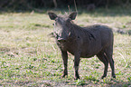 wart hog