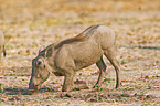 eating warthog