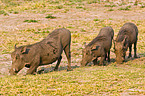 eating warthogs