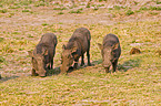 eating warthogs