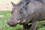 warthog