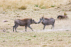 fighting warthogs