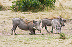 warthogs